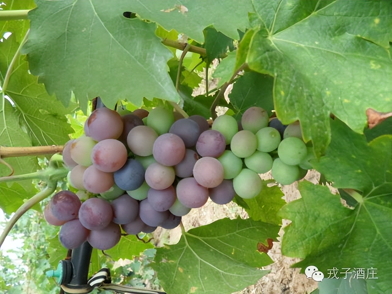 戎子酒庄葡萄酒酿造时间表,戎子酒庄的经济优势