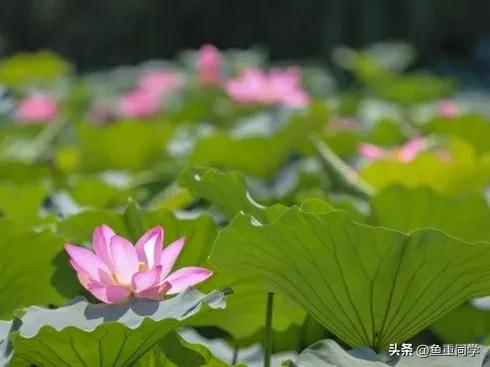 入伏这天天气预示什么,出伏当天天气好是啥预兆