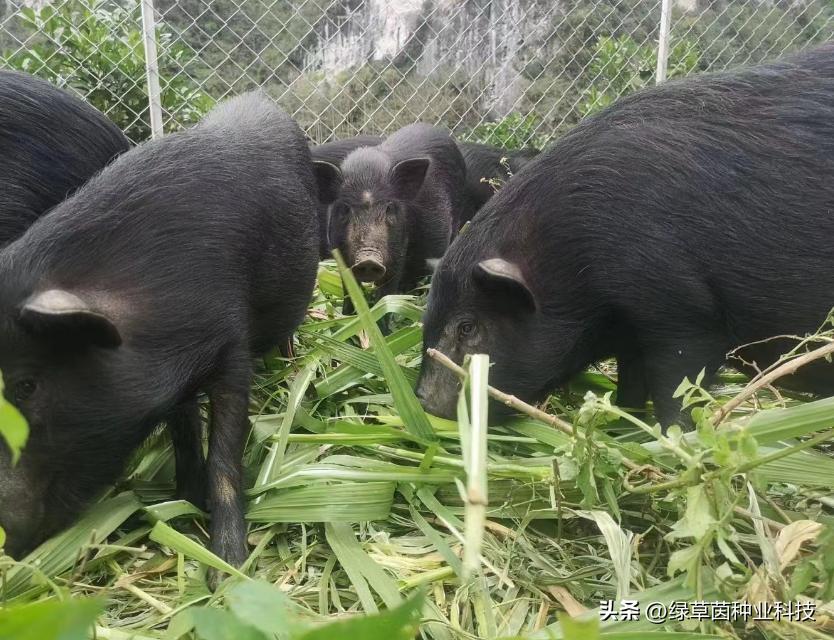 绿草茵干货分享：动物适合的牧草品种该怎么选择？值得收藏。