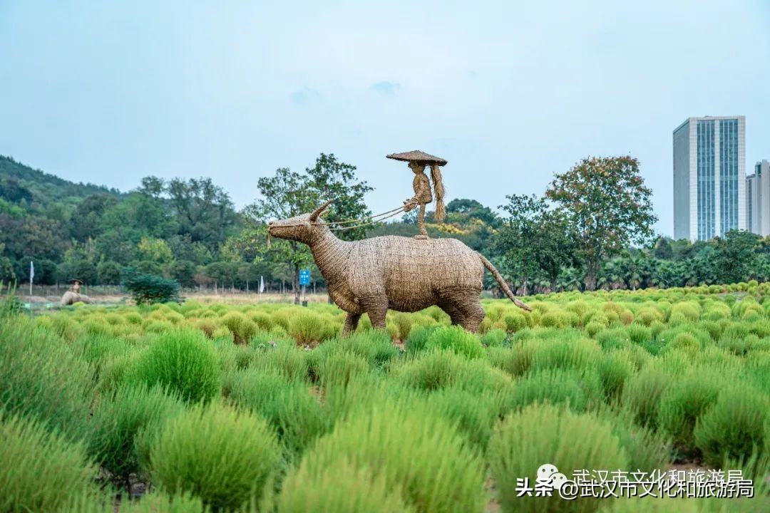 武汉市区内最大的向日葵花海开了,武汉最大的向日葵基地