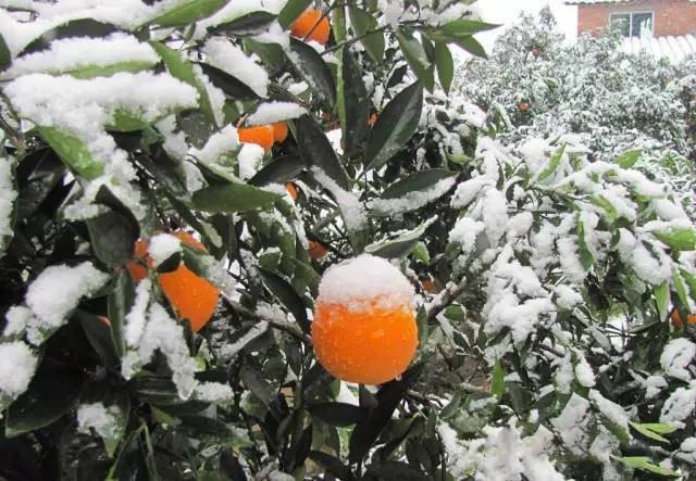 柑橘种植四大注意事项介绍,柑橘树防冻技术视频教程