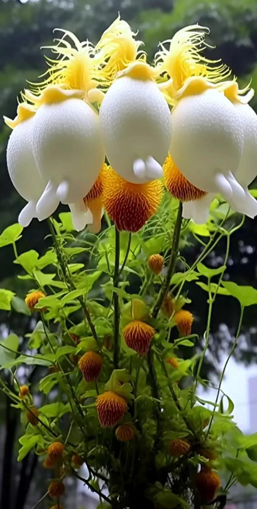 夏花美丽动人图片,夏花美丽漂亮图片