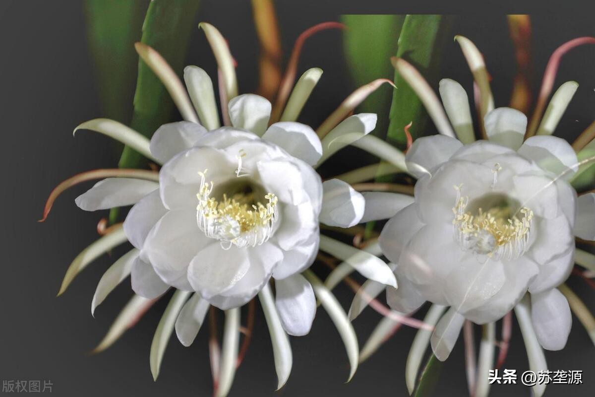 韦陀和昙花的故事的意义,韦陀昙花凄美的故事