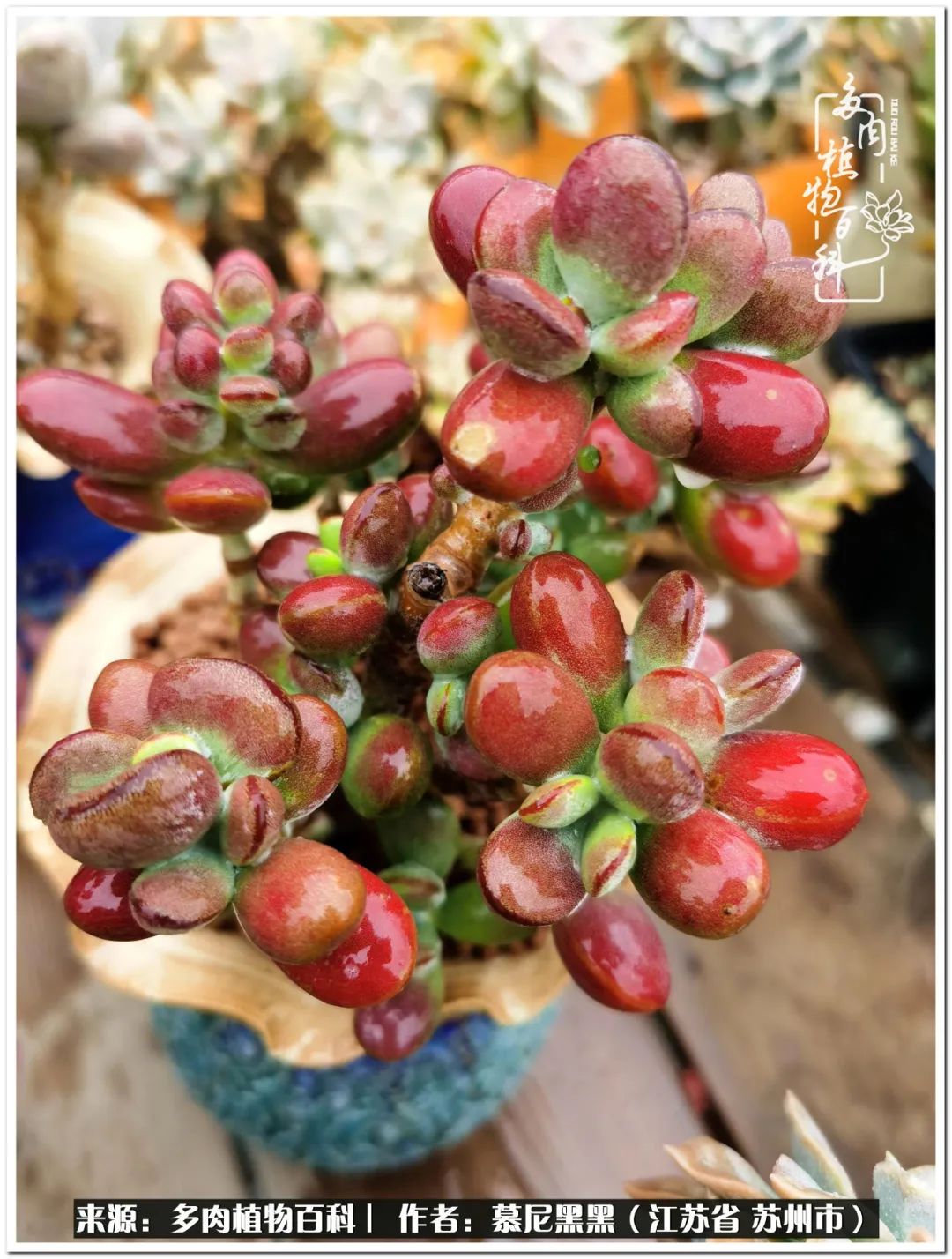 生活需要三分甜,生活需要一半禅意一半烟火