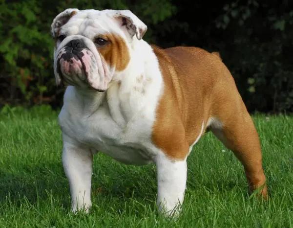 100多种名犬图片大全大图高清,100多种名犬图片大全大图