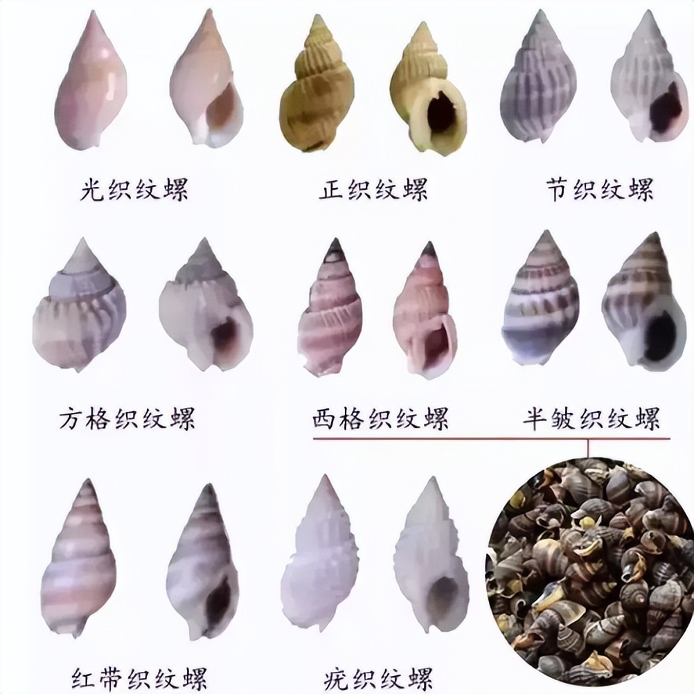 这种螺进入中毒高发季大家别吃,螺的寄生虫有什么危害