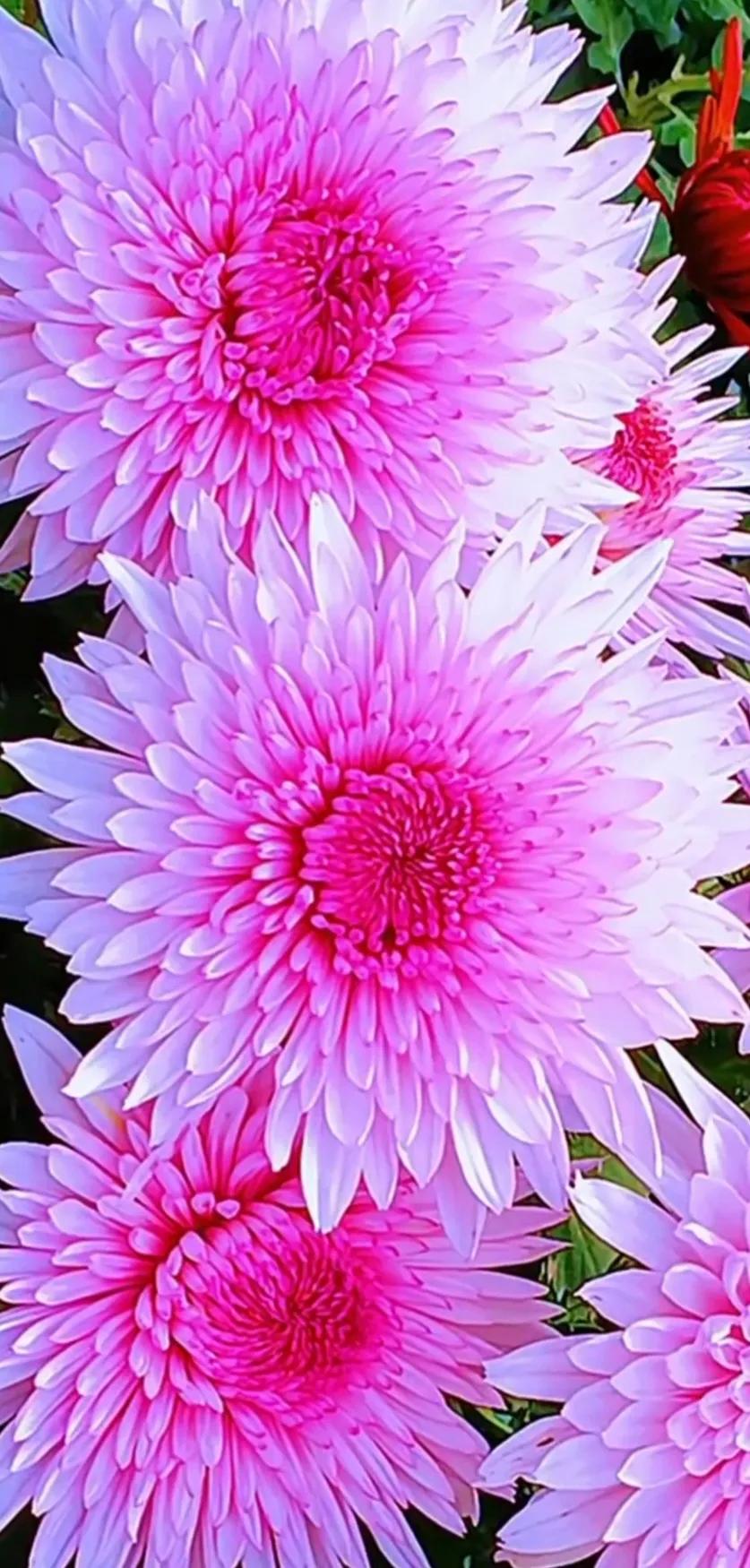 最新最美花儿高清图片,五颜六色的花儿真漂亮