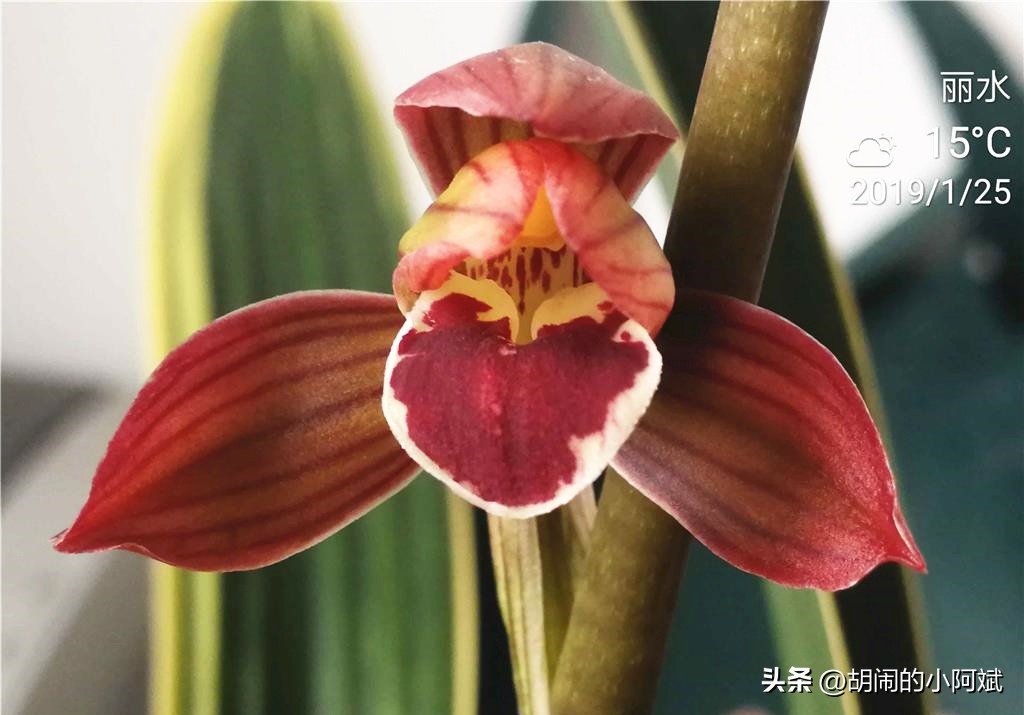 兰花名贵好养的品种大全,最高贵最好养的兰花