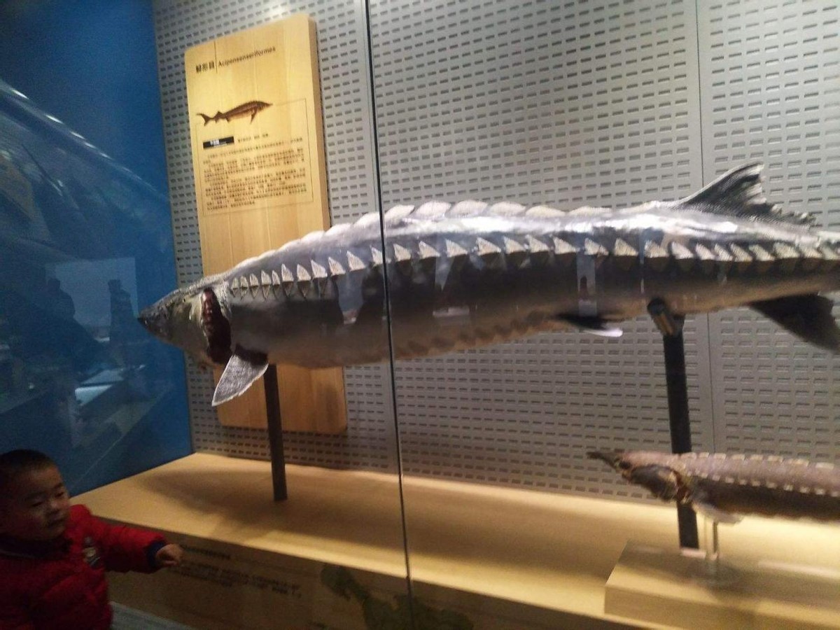 1958年毛主席参观安徽省博物馆,途中突然问解说员:这条鱼吃人吗