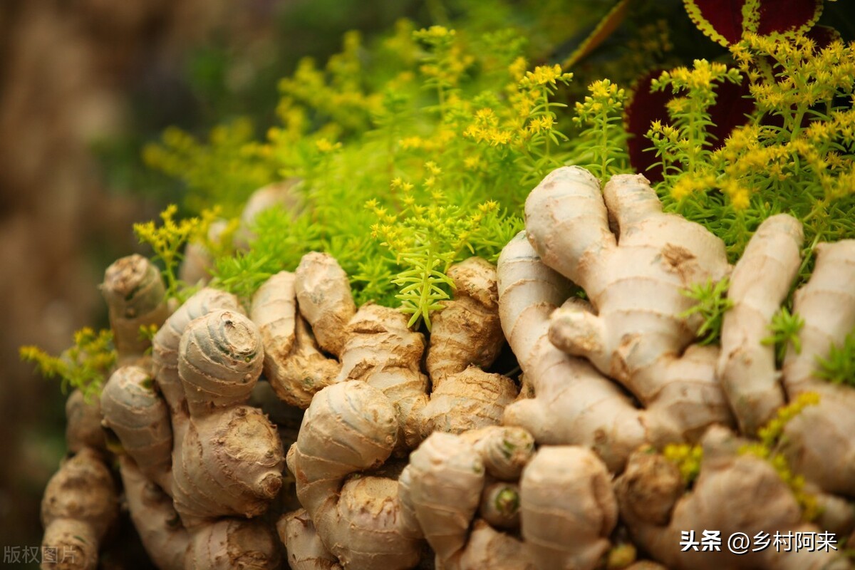 葱姜蒜如何保存时间长,家庭葱姜蒜最佳保存方法