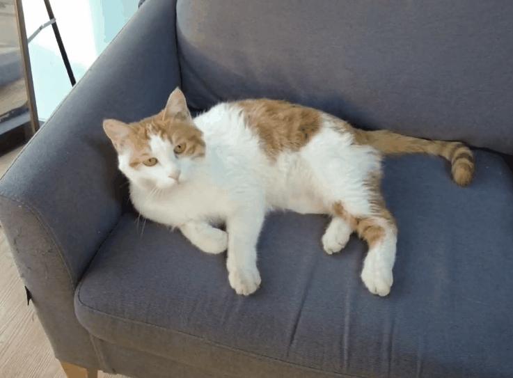 猫咪去宠物店洗完澡过敏,猫咪去宠物店洗澡引起应激反应