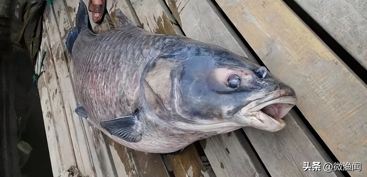 遛鱼巨青,网红钓鱼500块钓到6000块的鱼