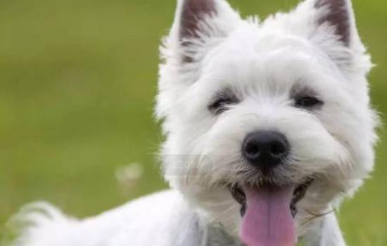 狗拉肚子为什么要吃草就好了,狗拉肚子能吃诺氟沙星胶囊吗