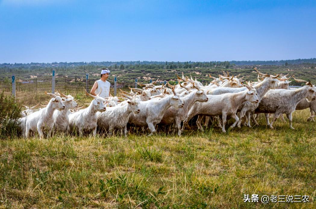 养羊50只第二年能赚多少钱,养羊能年入200w