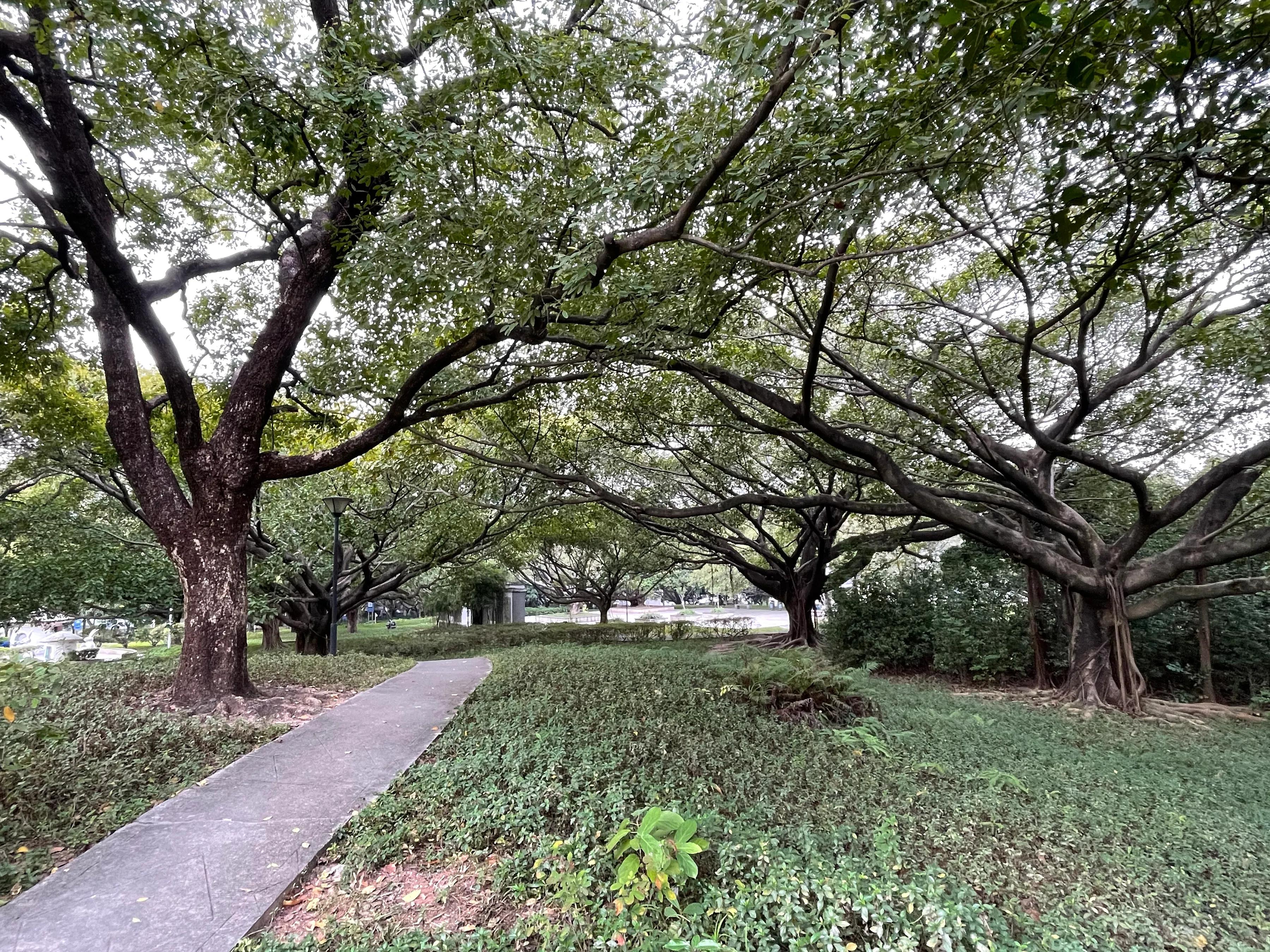 深圳市宝安灵芝公园正在建什么,宝安灵芝公园