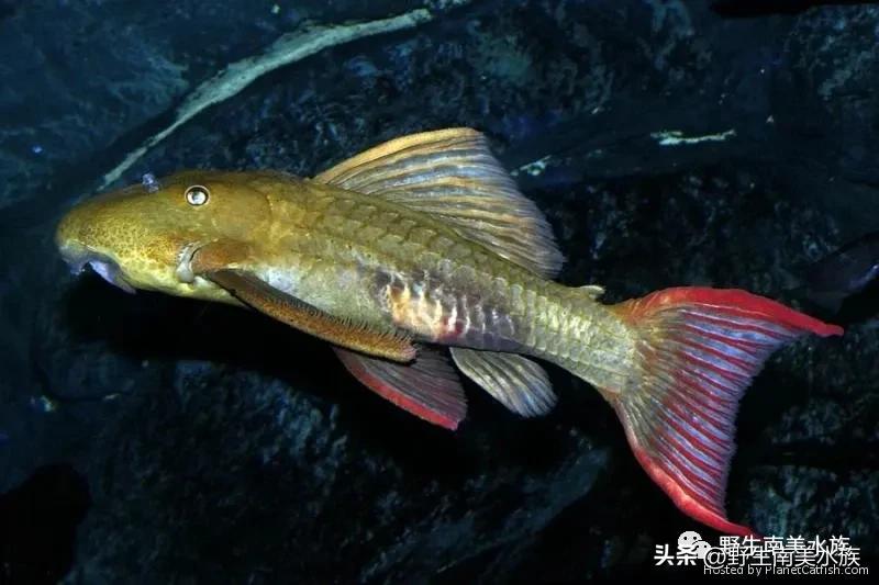每天认识一种热带鱼,每天认识一种南美鱼