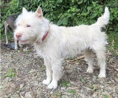 为什么越来越多人弃养狗,为什么有很多人养了狗感觉比人好