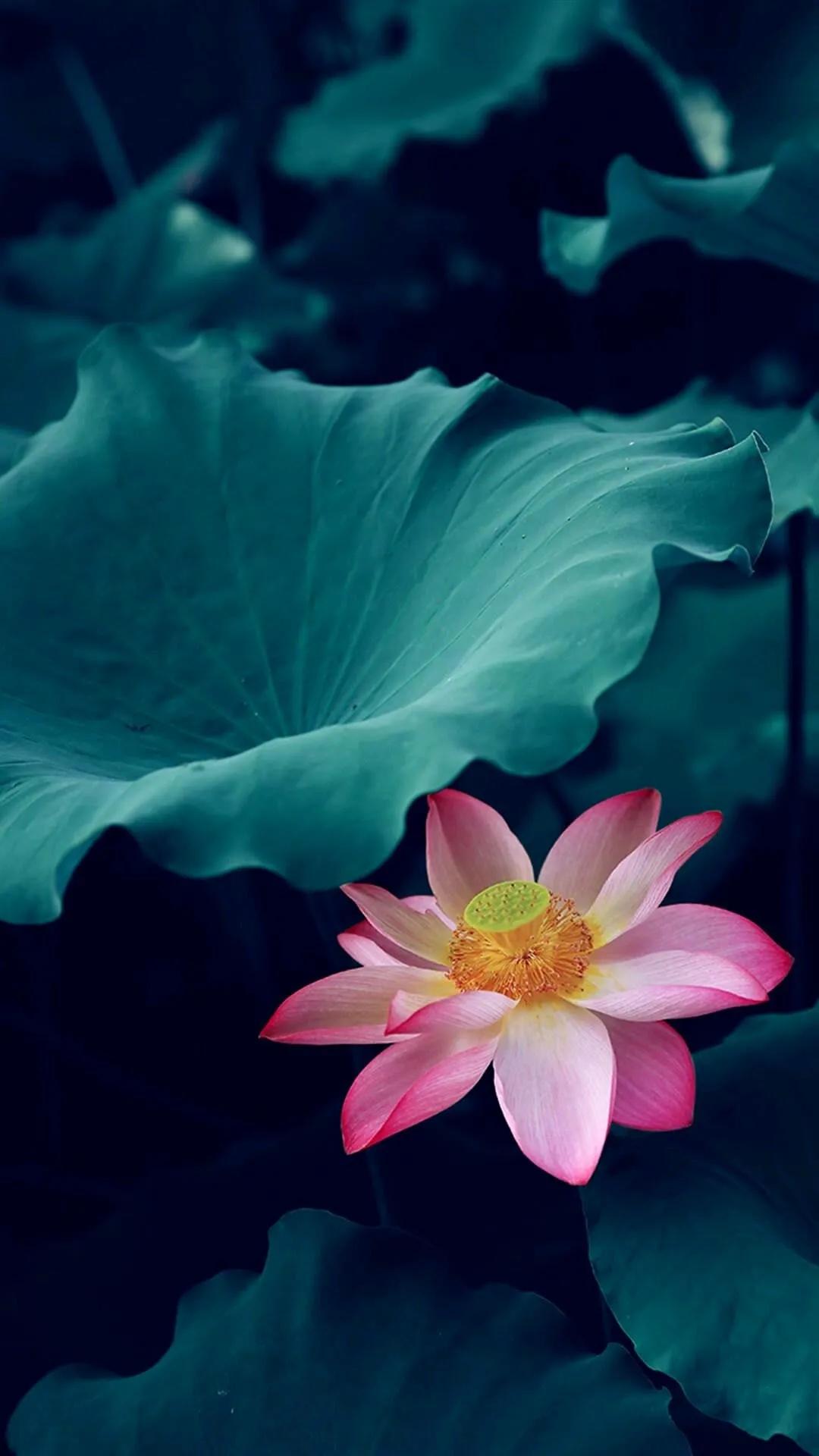 护眼壁纸动态壁纸高清全屏90帧,华为绿色养眼护眼壁纸