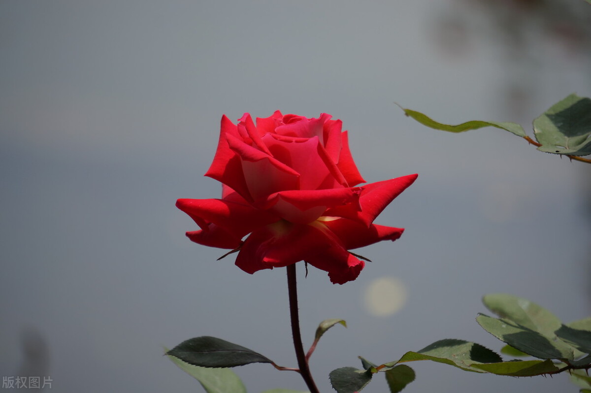 四大名花象征的品格,各种花的寓意和象征意义