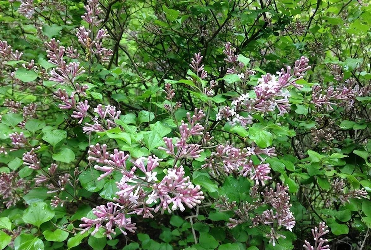小庭院种植什么灌木好,适合阳台庭院灌木