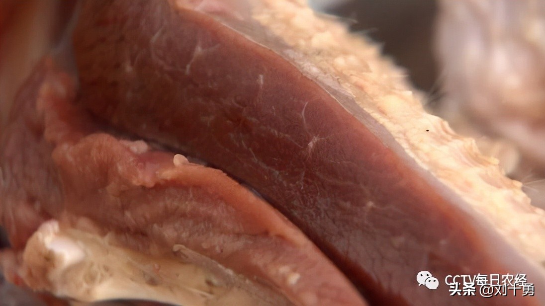 人间美味的动物有哪些,大雁做法和营养价值