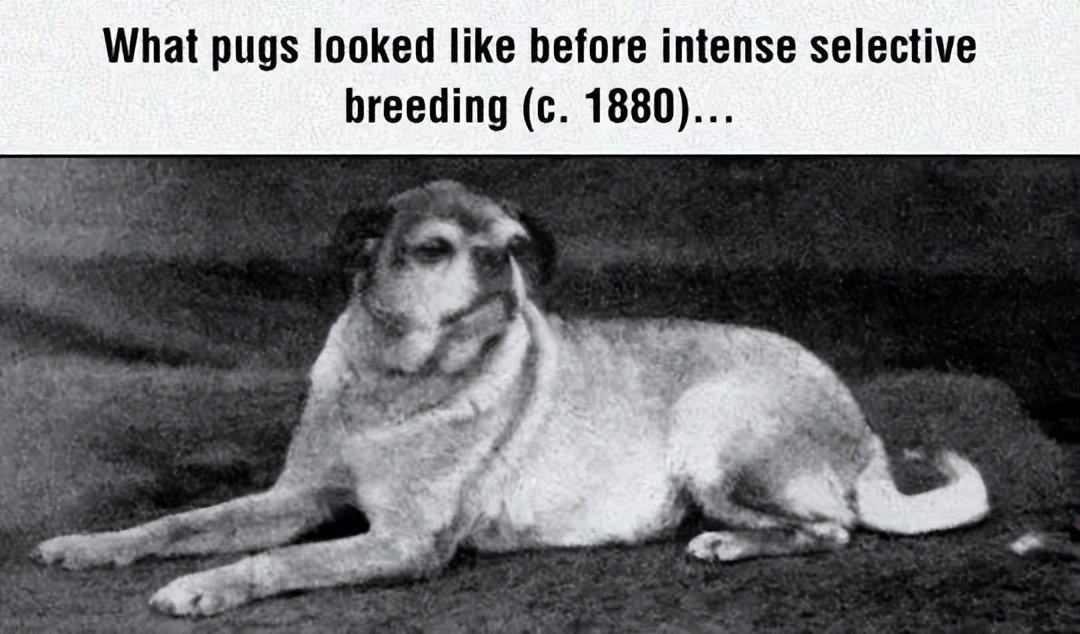 巴哥犬最大的特点,巴哥犬的3个优点和4个缺点