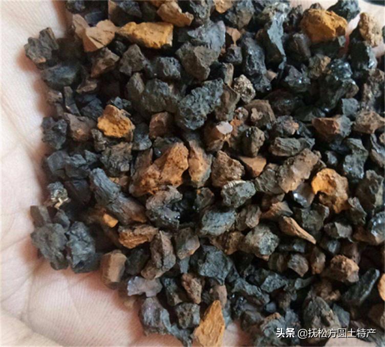 桦树茸用途,桦树茸多糖