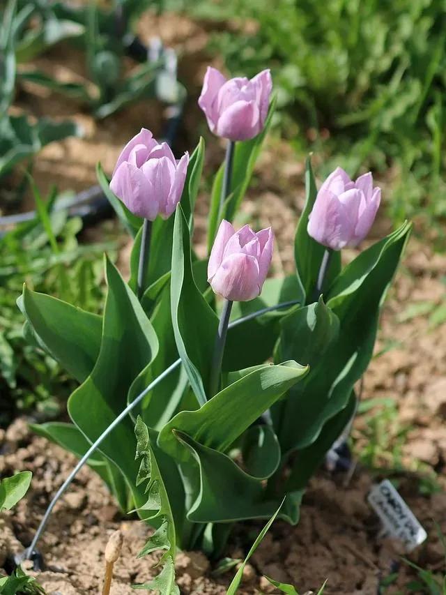 漂亮的郁金香随手一拍都是美景,春天的郁金香花海美得不可方物