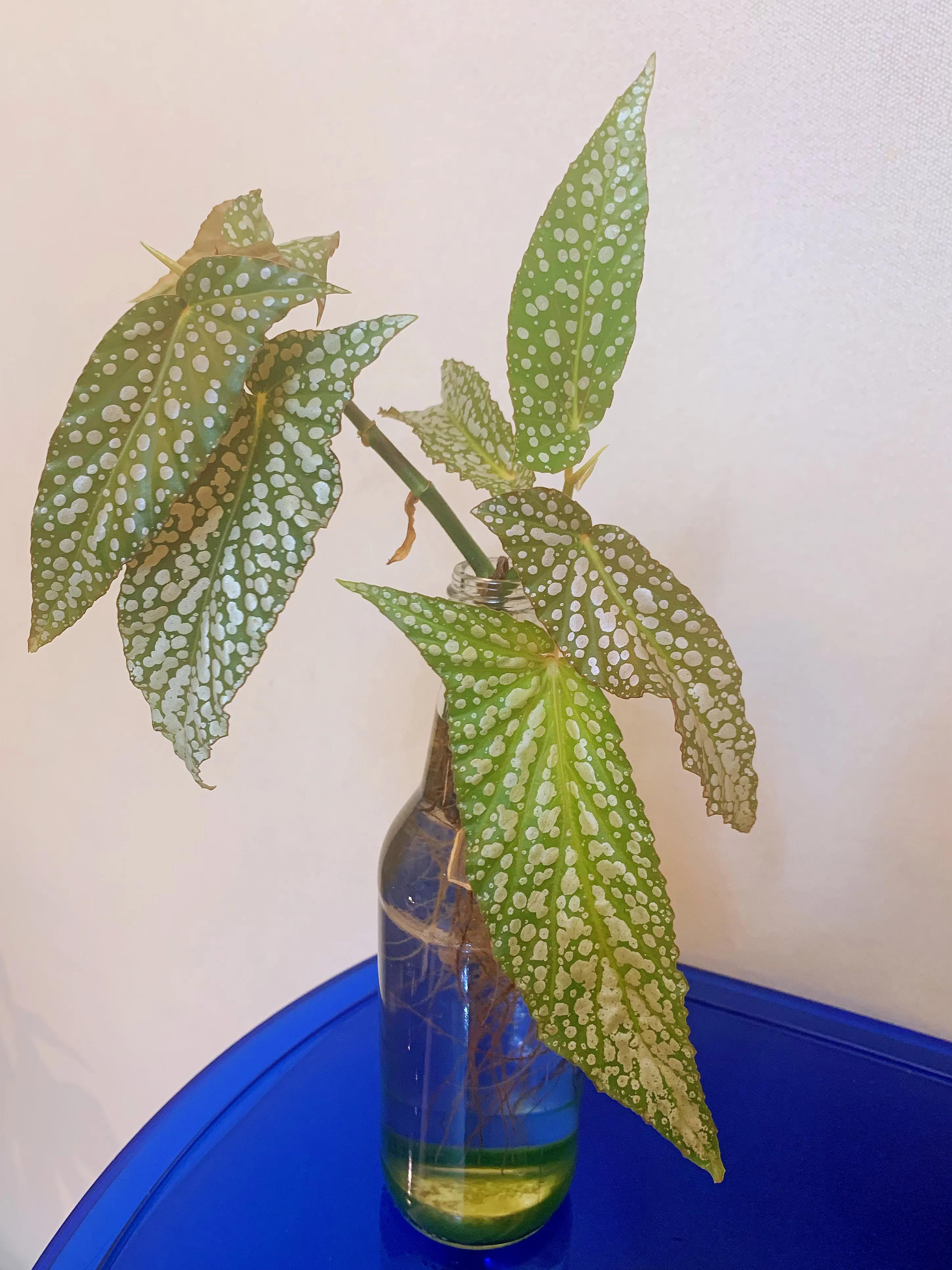 养到爆的绿植但其实比绿萝还好养,除了绿萝最好养的绿植