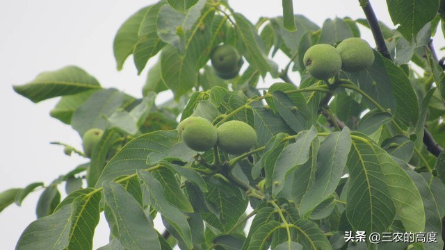 核桃的病虫害防治打什么药,核桃病虫害怎么防治