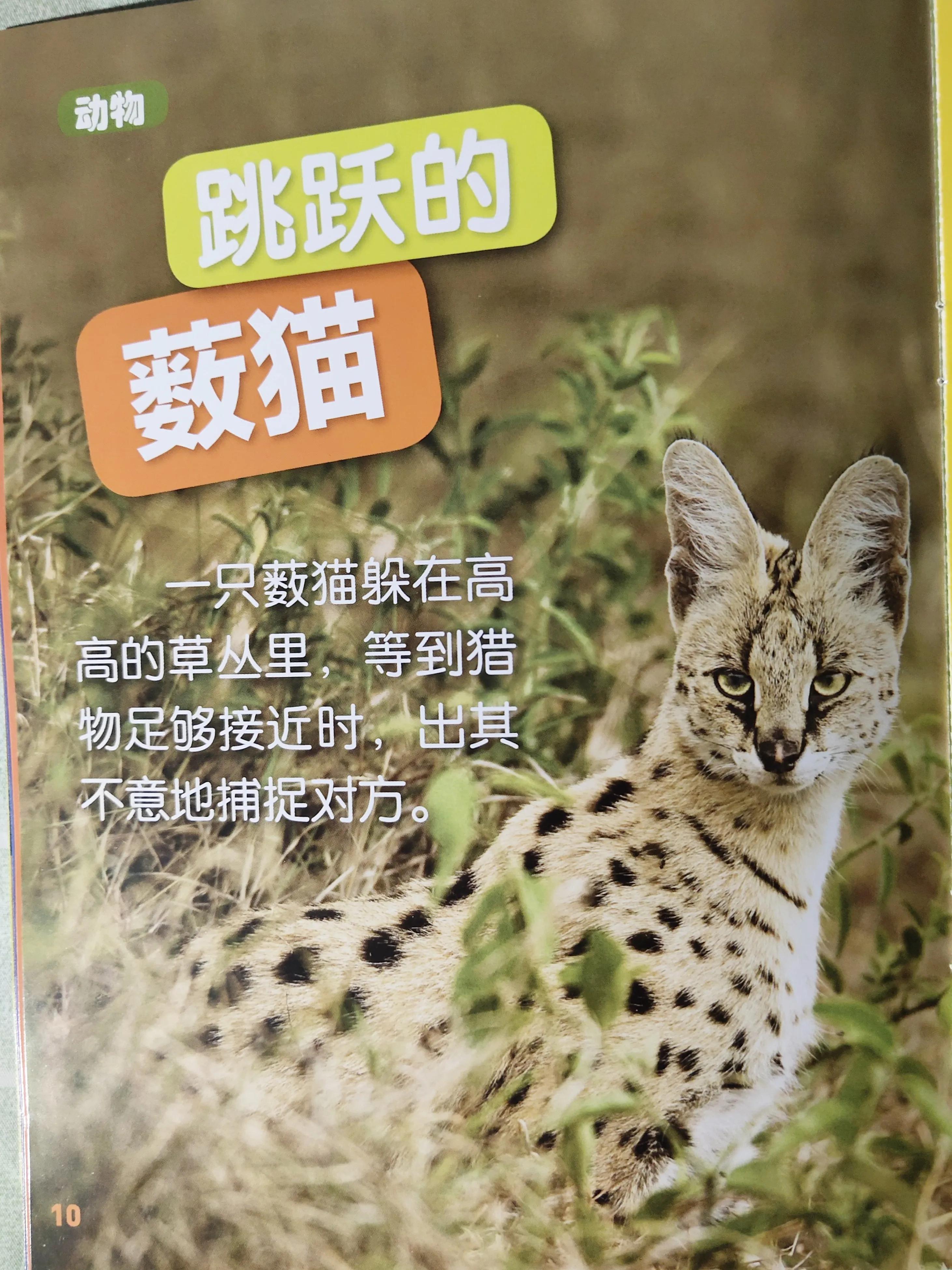 环球少年地理少年版适合多大孩子,环球少年地理阅读收获