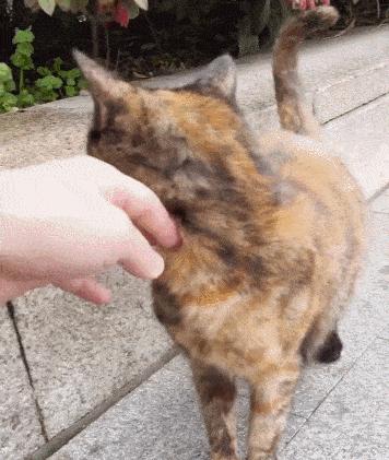 中国猫咪品种玳瑁猫,田园玳瑁猫的嘴