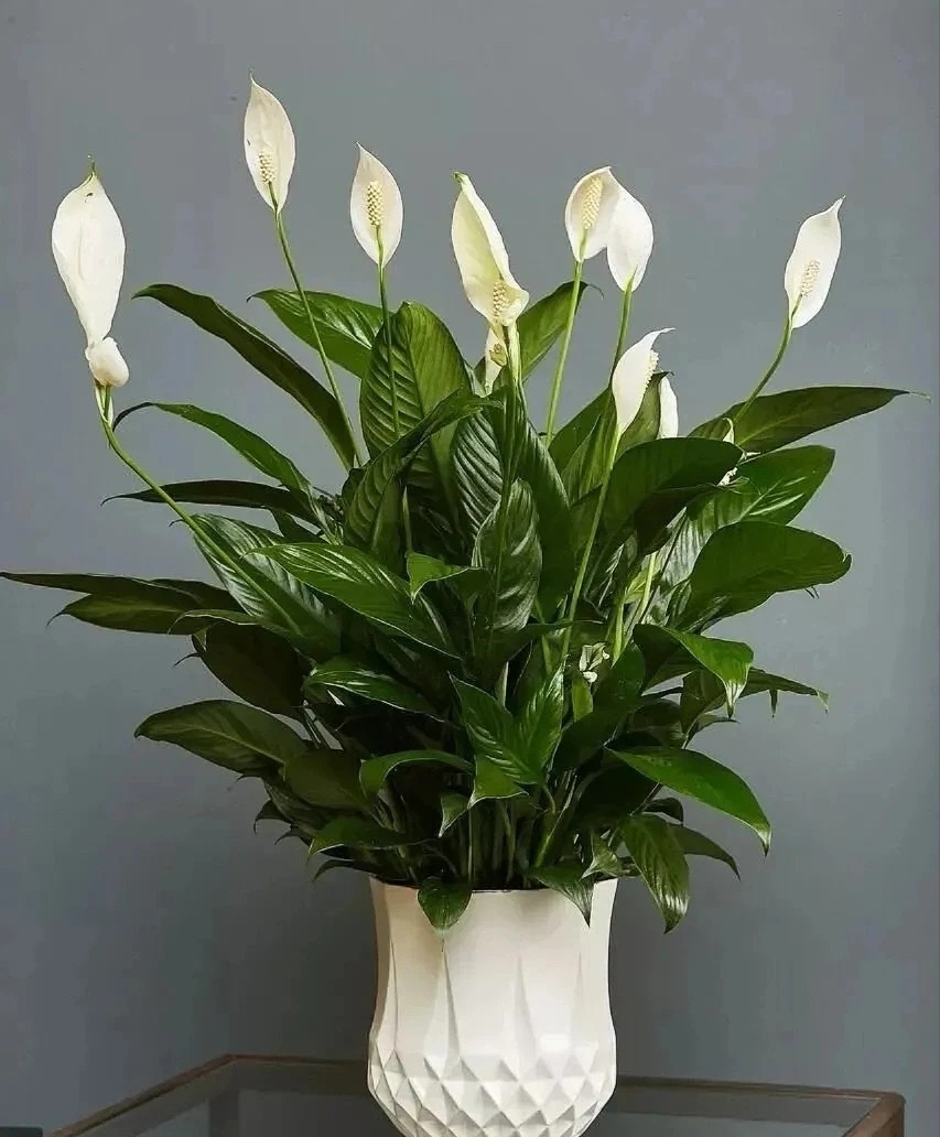 走霉运养什么花旺财运呢,养什么花好运气又旺财