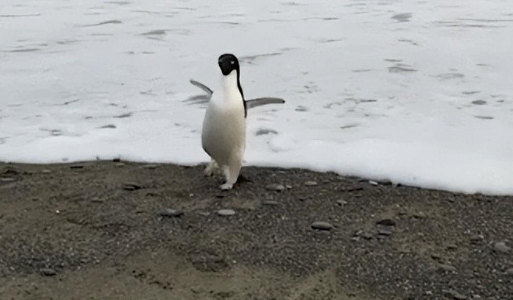 北极为何没有企鹅？80多年前放养在北极的69只企鹅，是何结局？