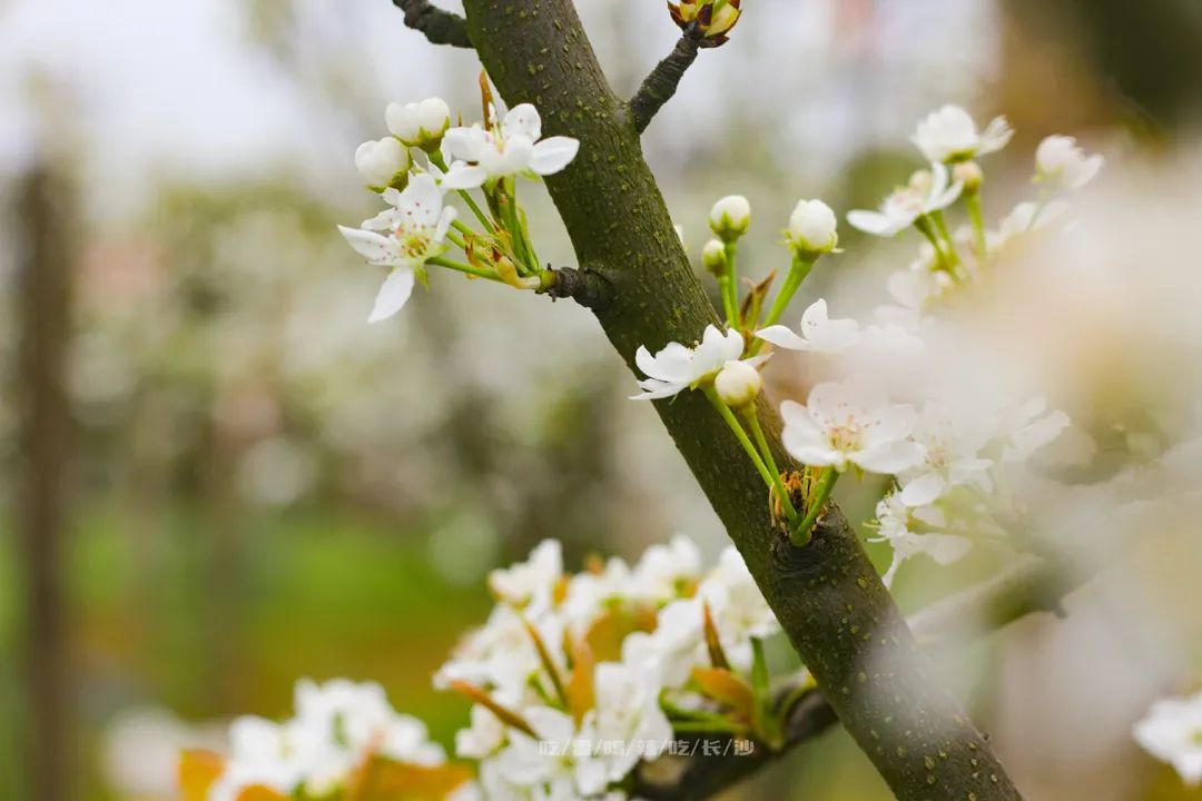 长沙攻略避开人群,收藏长沙