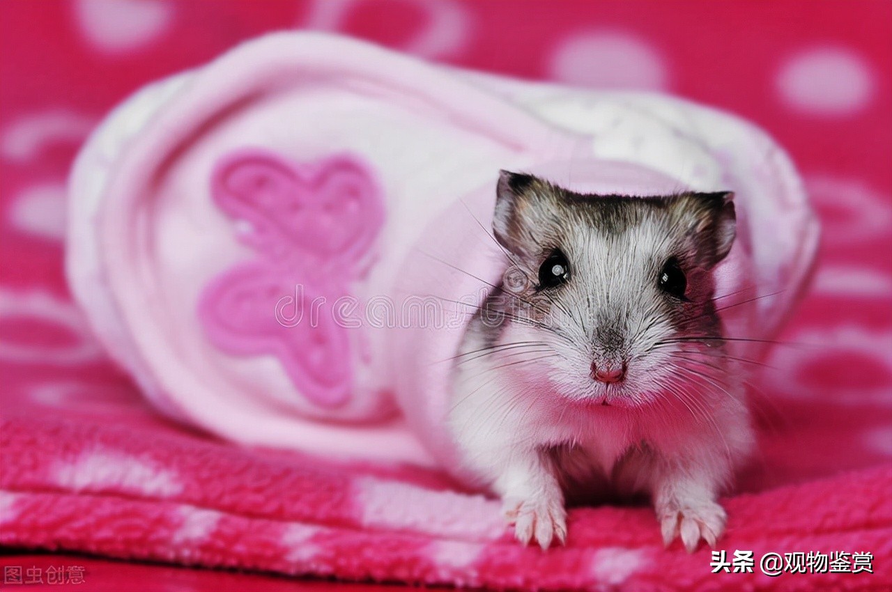 小仓鼠语言,仓鼠的哪些动作会提醒你什么