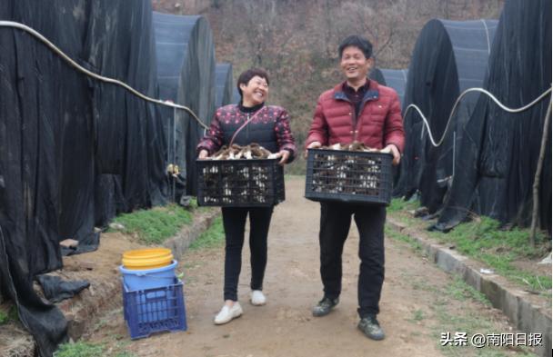 羊肚菌助农走上致富路,桐柏哪里收购羊肚菌
