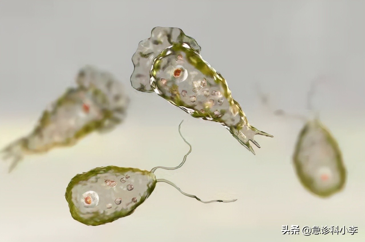 甲硝唑既便宜又好用，能治什么病？在这3种病中占有一席之地