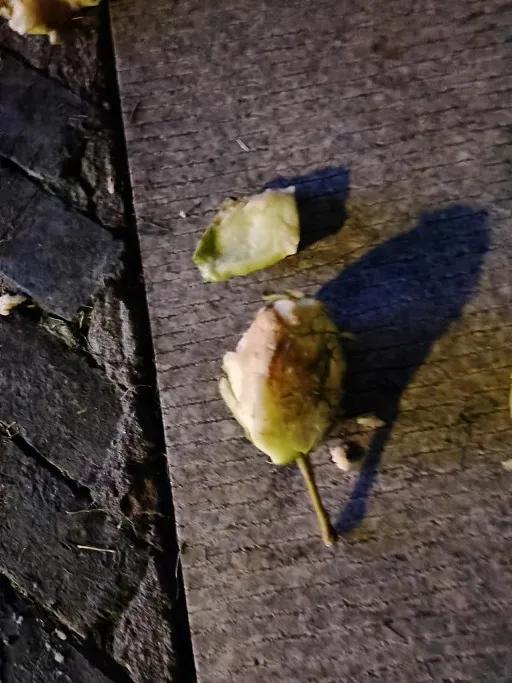 暴殄“果”物，家教有“疾”