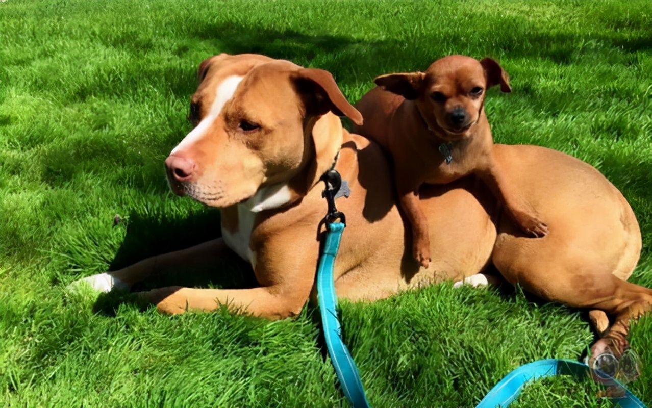 狗狗交配后，居然会流血？这正常吗？