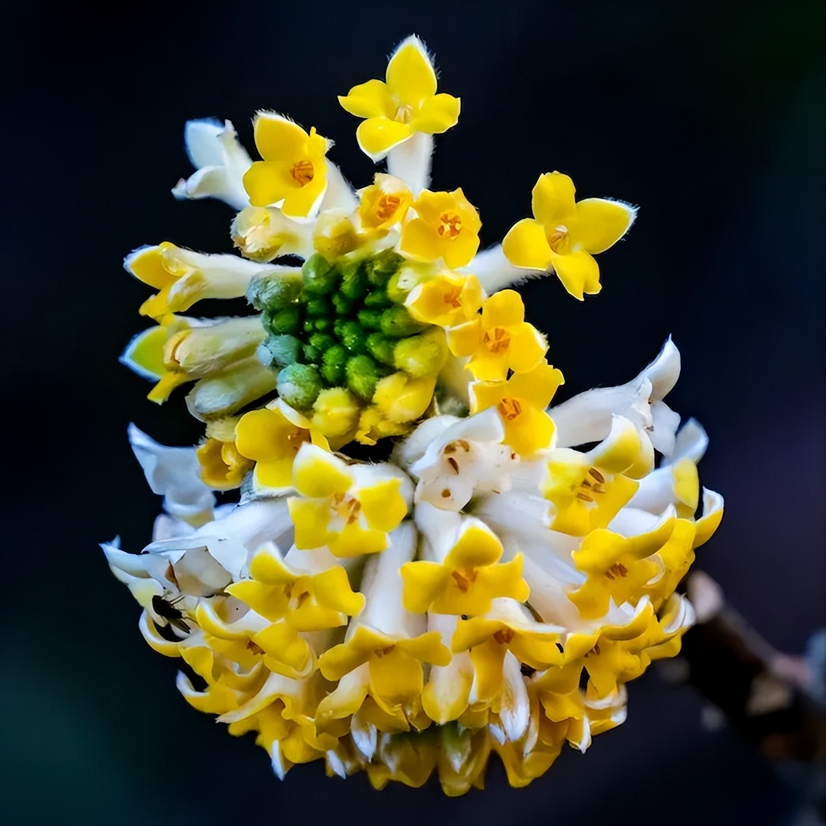 小庭院种植什么灌木好,适合阳台庭院灌木