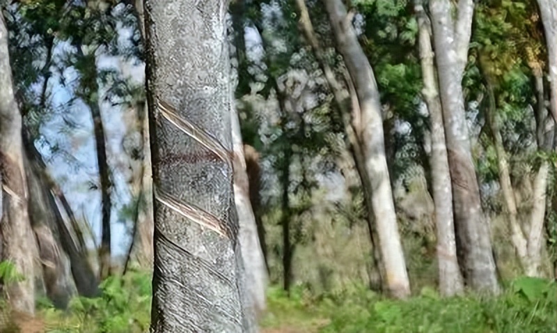 海南省建立自贸区对橡胶有影响吗,海南自贸港橡胶进口