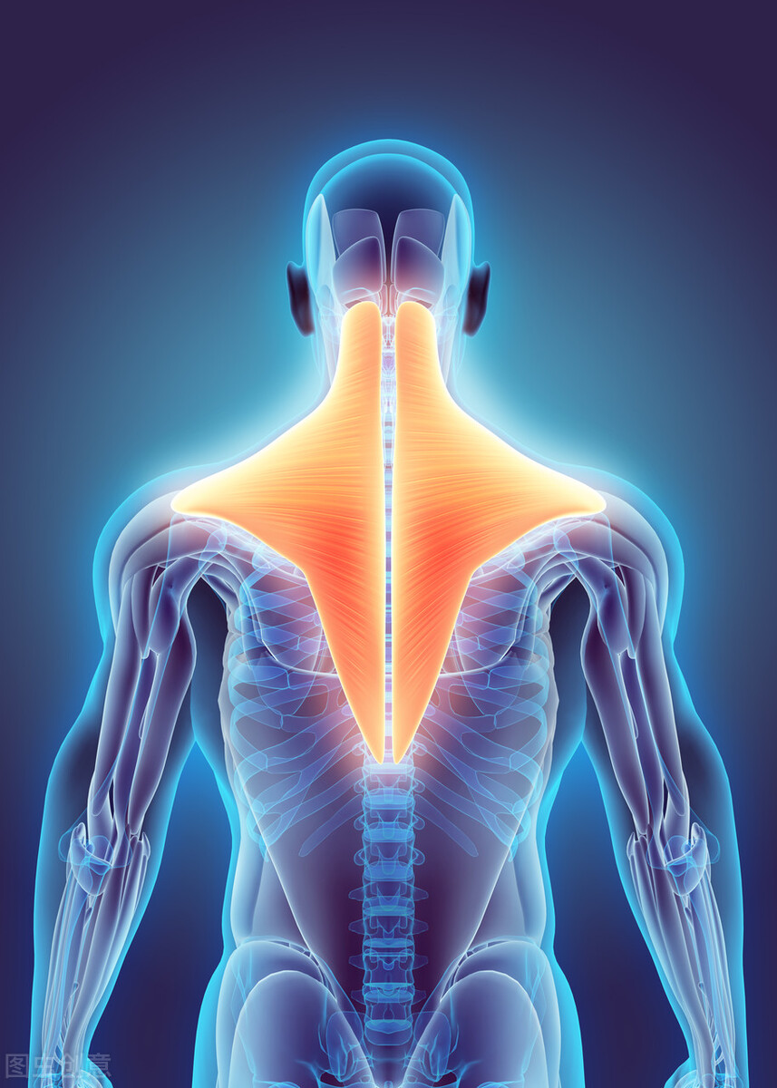 肌酐偏高吃什么东西对肌酐有好处,肌酐升高如何降下来