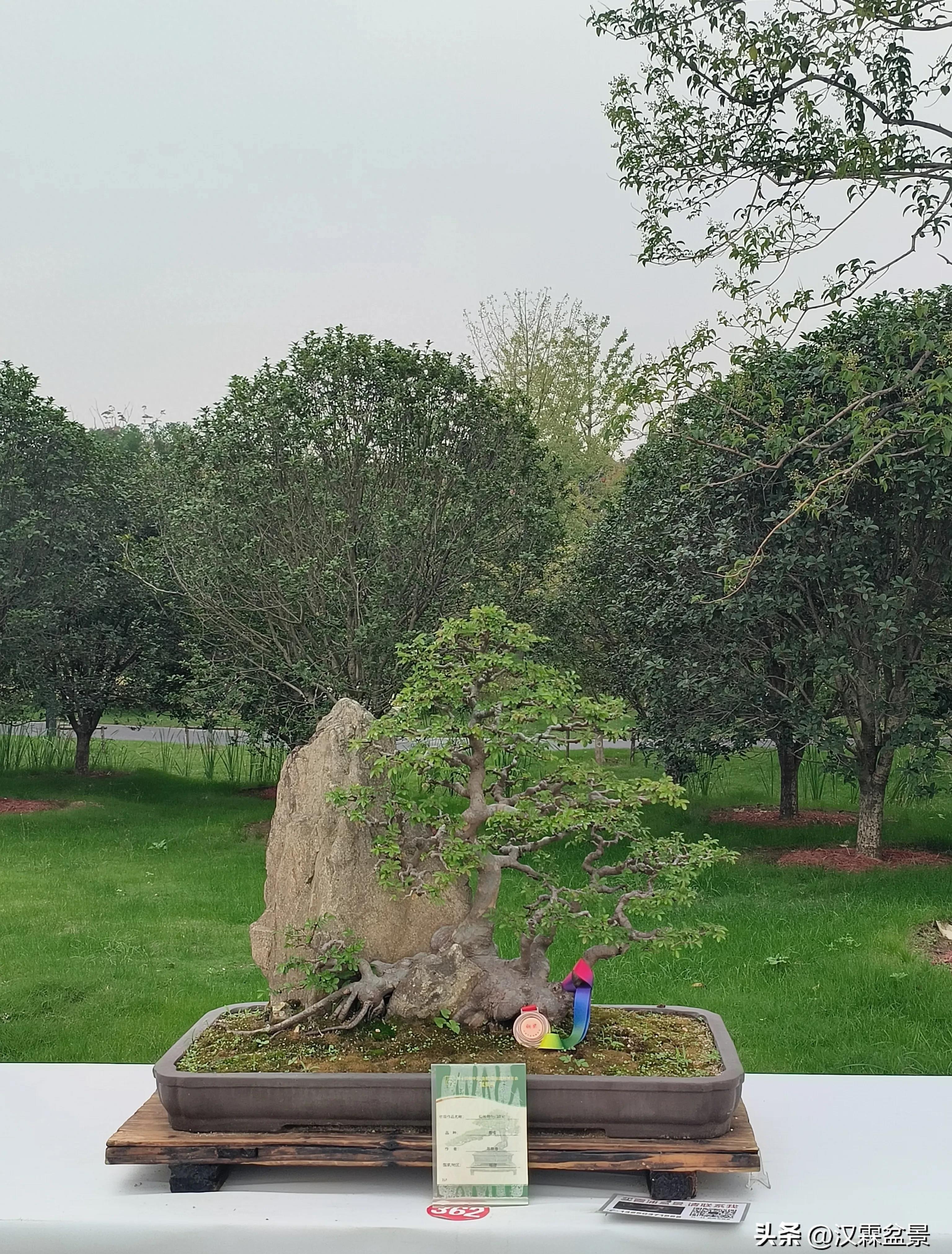 广州园林盆景展,精品大型盆景展会大全