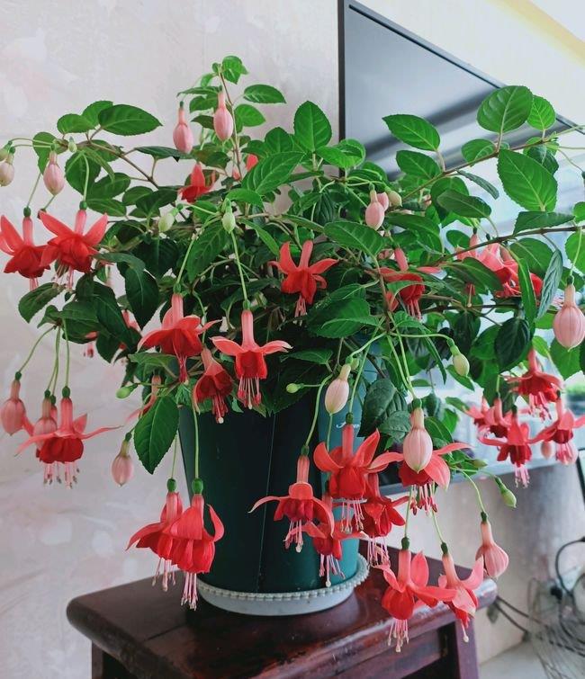 10种不怕晒的盆栽植物介绍一下,怕晒的十种花