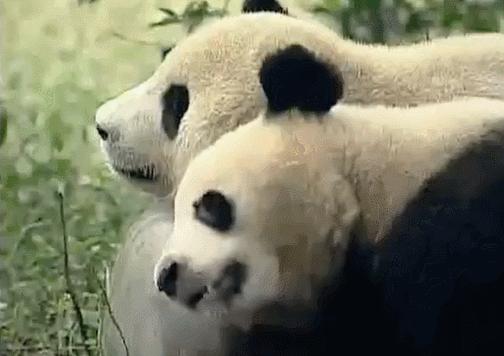 盘点网红大熊猫搞笑场面,大熊猫一摔成名