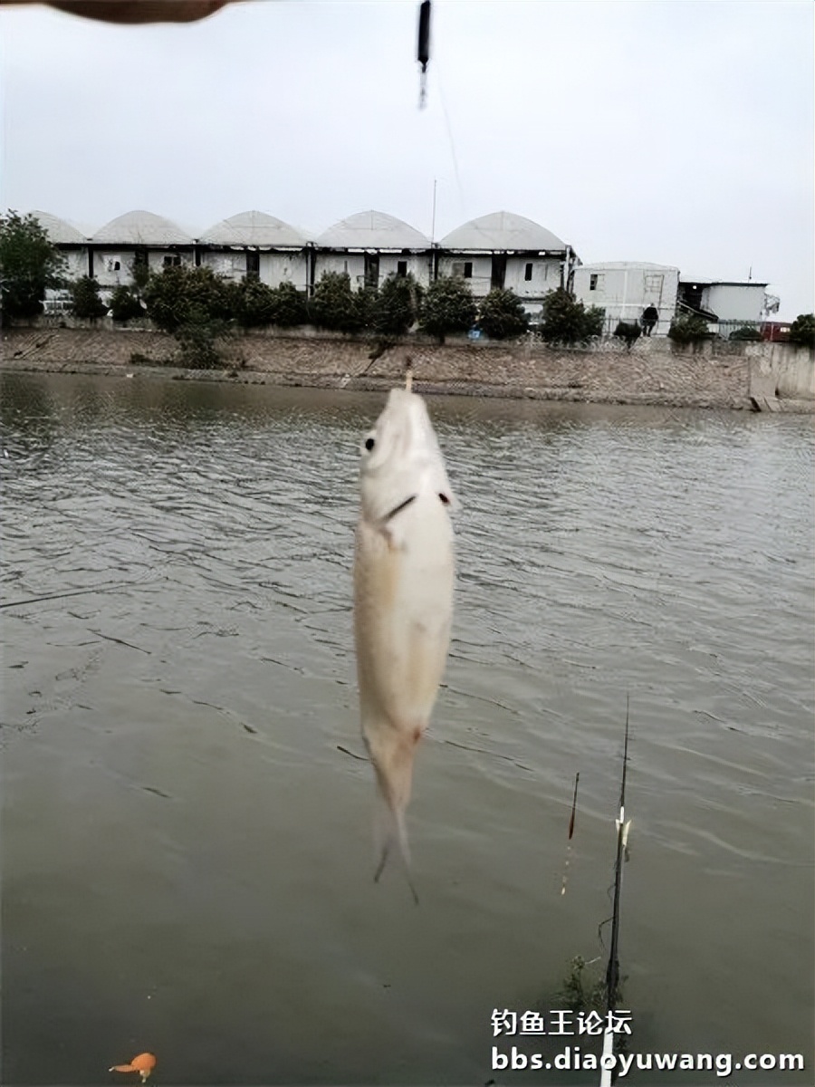 钓鱼王饵野钓破百尾