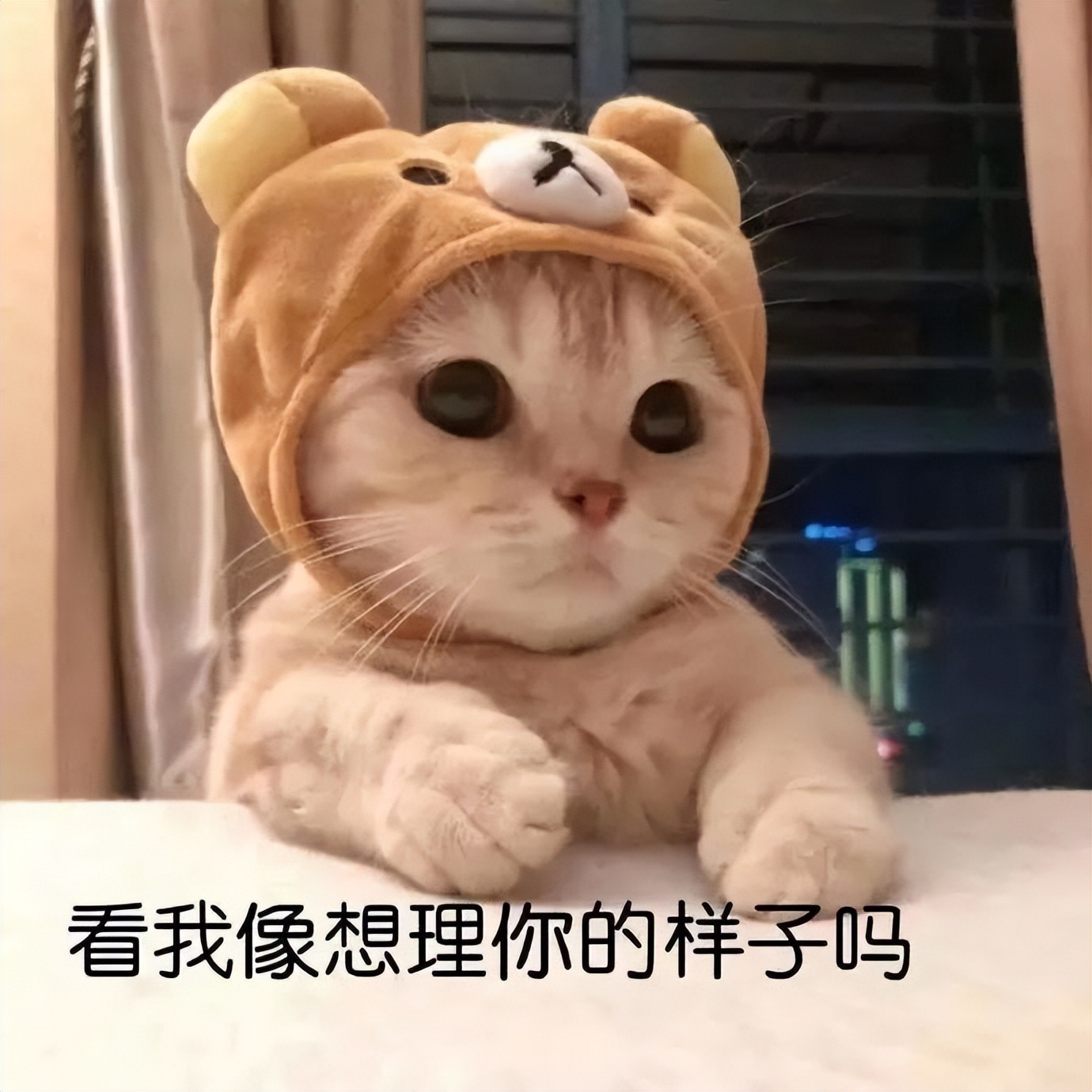 没养过猫的你知道猫咪的小秘密吗 (养猫人必须要知道的猫咪知识)