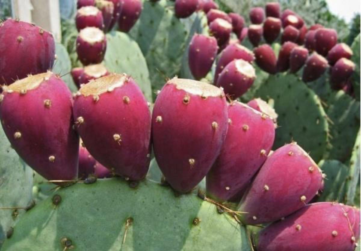 仙人掌养了20多年,最丰产的仙人掌