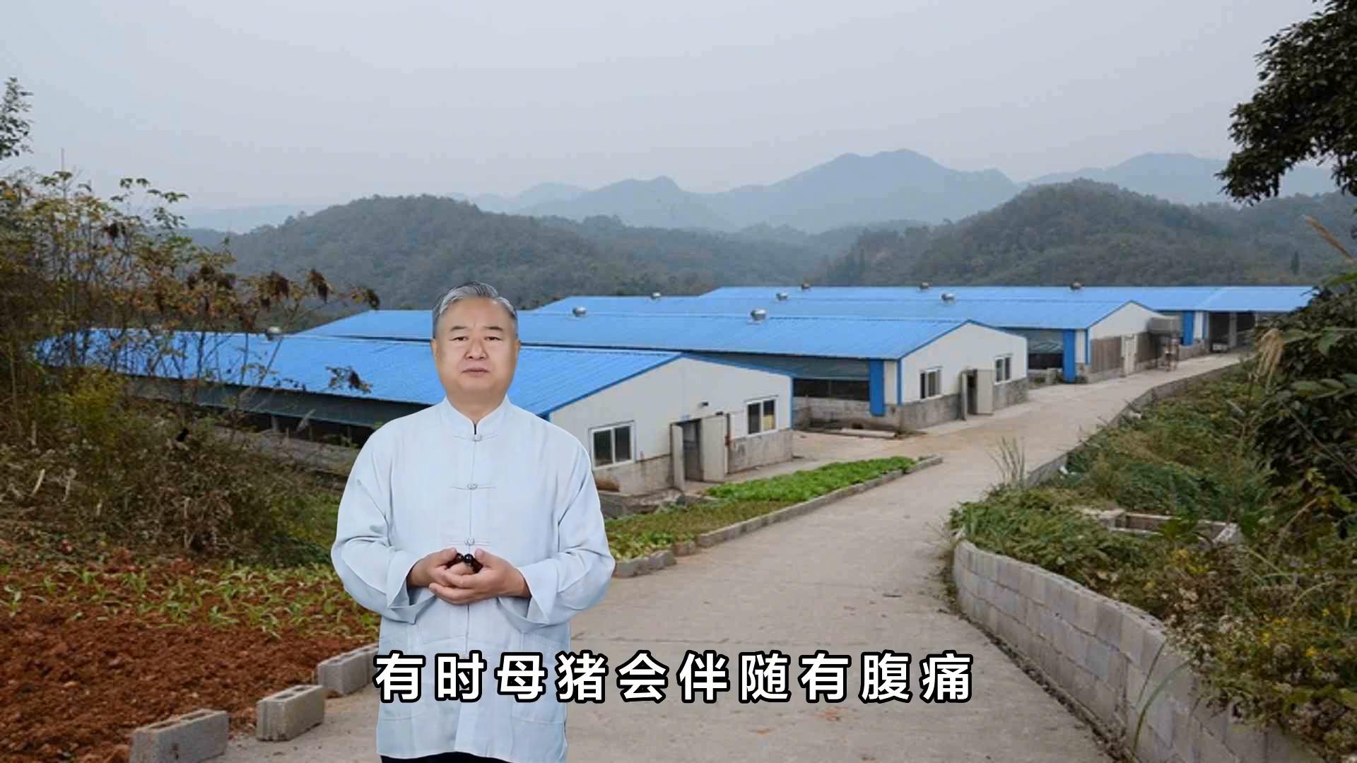 母猪子宫炎能引起母猪流产吗,母猪子宫炎如何防治